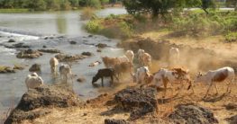 nildelta anbau landwirtschaft nutzung