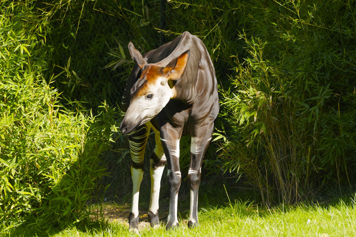 okapi-tropischer-regenwald