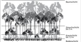 stockwerke schichten im lebensraum wald