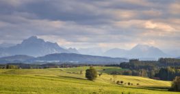 warum kann beweidung einen waldbrand verhindern