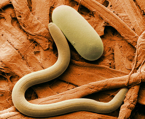 fadenwürmer nematoda