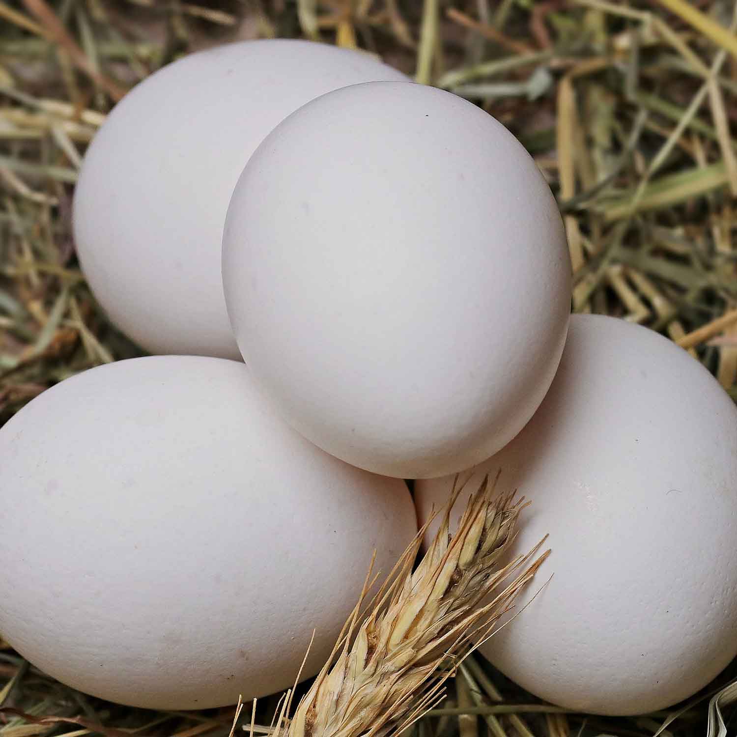 Инкубационное яйцо несушки. Гусиные яйца. Яйца куриные инкубационные. Инкубационное яйцо Росс 308. Купить мускусных яйца инкубационные яйца