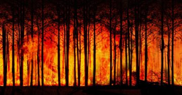 wieso entstehen waldbrände ursachen