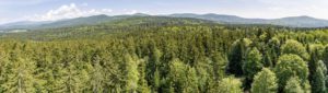 wie viele nadelwälder hat deutschland