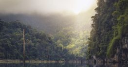 wieso ist der regenwald wichtig und muss geschützt werden