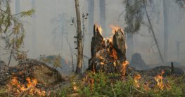 welche waldbrandarten gibt es