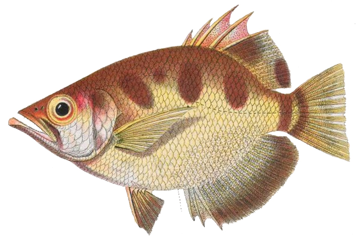 Schützenfische (Toxotidae)