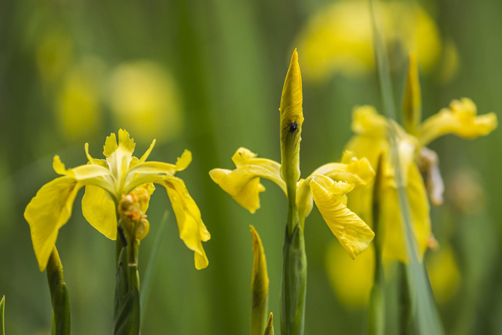 schwertlililien iris