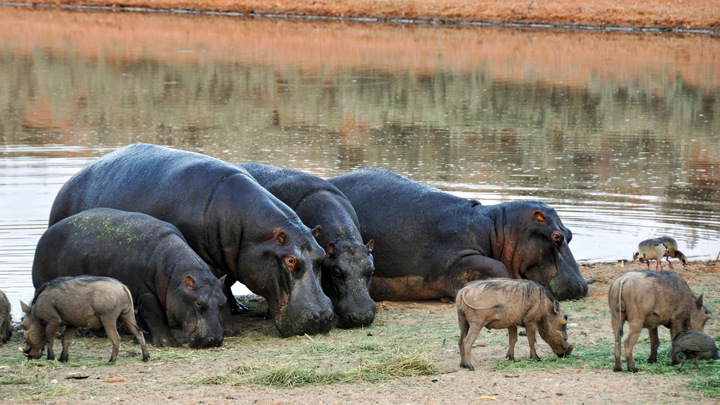 Flusspferde (Hippopotamidae)