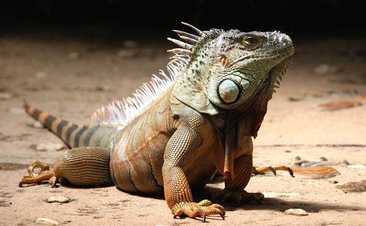 Leguane (Iguanidae)