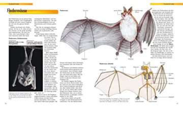 Erlebniswelt Wissen Säugetiere: Anatomie, Verhalten, Lebensräume. Ein Sachbuch für Kinder ab 10 Jahren - 3