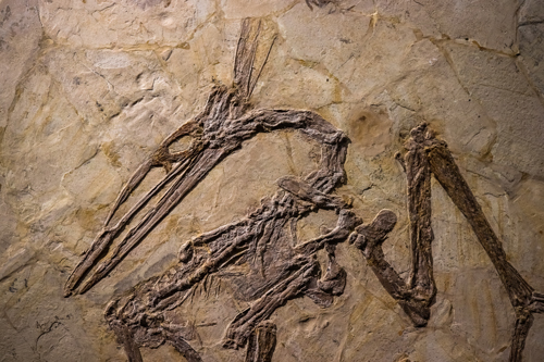 Flugsaurier (Pterosauria)