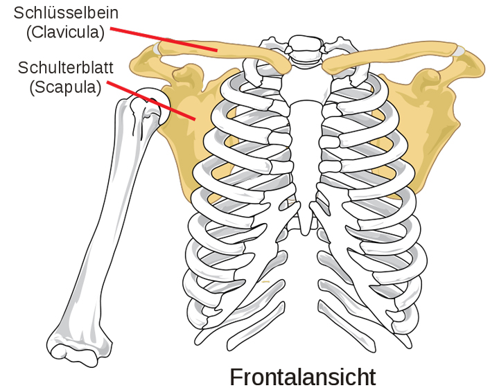 Schulterblatt Scapula Anatomie Muskeln Aufgaben Funktionen Schulterblatt Scapula Anatomie Muskeln Aufgaben Funktionen