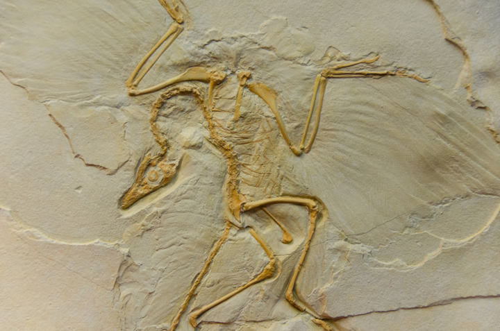 Urvogel (Archaeopteryx)