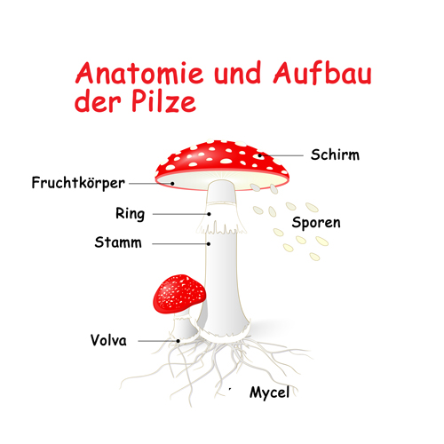 anatomie-aufbau-pilze
