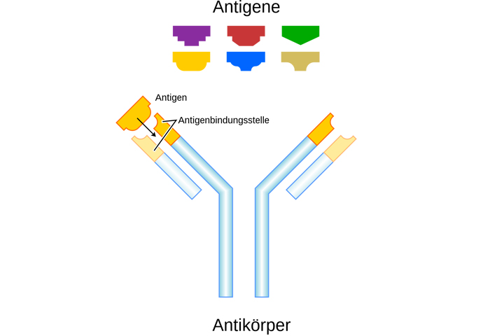 antikörper antigene