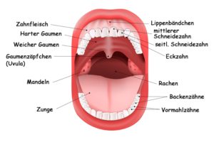 Gaumen