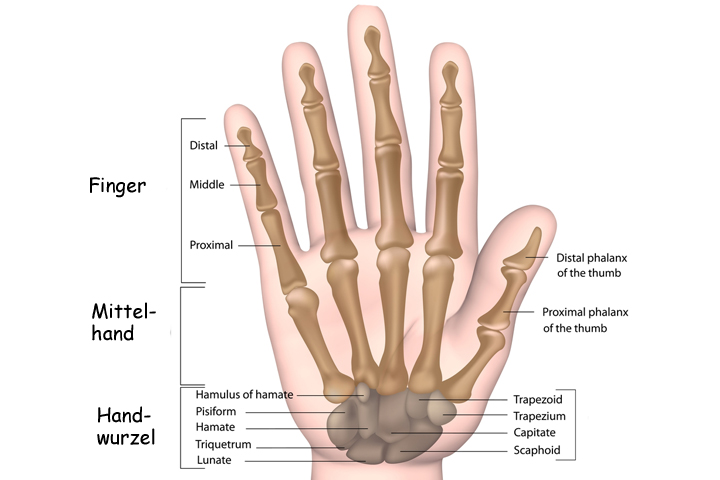 handwurzel-mittelhand-finger