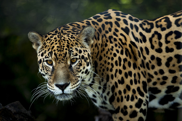 jaguar Panthera onca