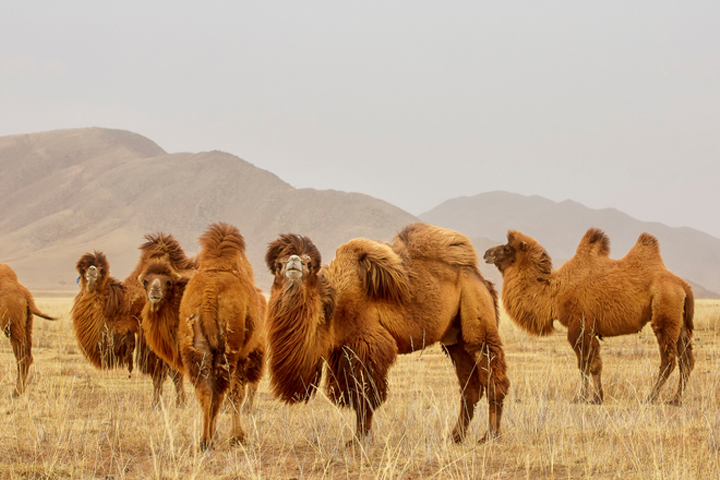 kamele Camelidae