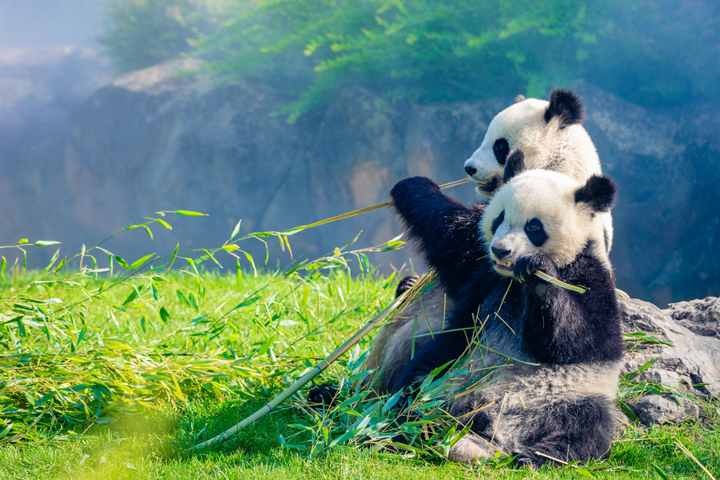 panda opponierbarkeit daumen