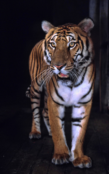 Südchinesische Tiger (Panthera tigris amoyensis