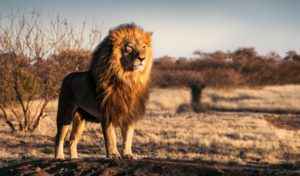 warum löwe könig der tiere