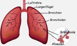 atmungssystem lunge menschen