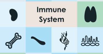 so funktioniert das immunsystem