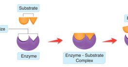 unterschiede substrate coenzyme