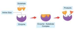 unterschiede substrate coenzyme