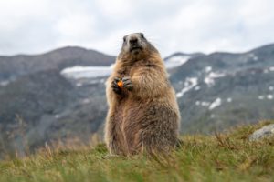 Alpenmurmeltier (Marmota marmota) hochgebirge