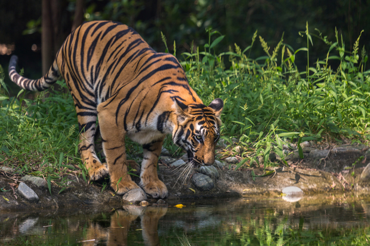 Bengal-Tiger-sumpflandschaft