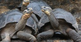 Galapagos-Riesenschildkröten inseltiere inselfauna
