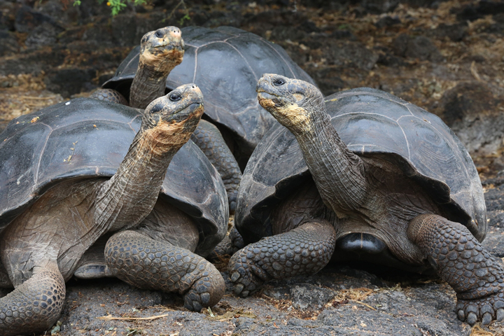 Galapagos-Riesenschildkröten inseltiere inselfauna