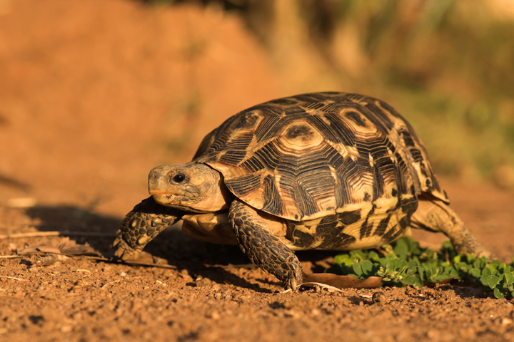 Glattrand-Gelenkschildkröte (Kinixys belliana)