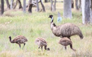 Große Emu (Dromaius novaehollandiae)