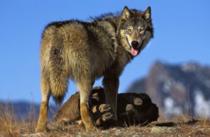Mackenzie-Wolf-(Canis-lupus-occidentalis)