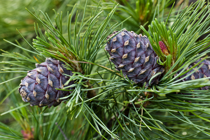 Sibirische Zirbelkiefer (Pinus sibirica) 