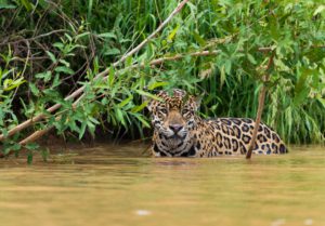 jaguar (Panthera onca) pantanal feuchtgebiet brasilien