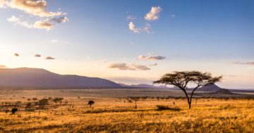 savanne merkmale lebensraum biotop ökosystem