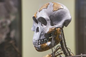 Lucy (Australopithecus afarensis), Bildnachweis: WH_Pics / Shutterstock.com