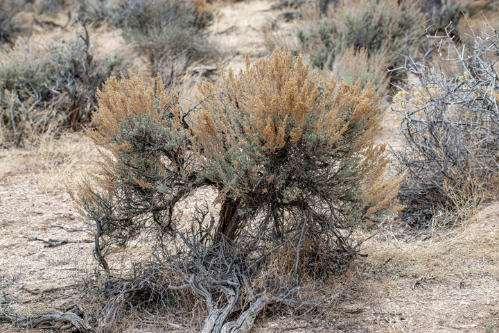 Wüsten-Beifuß (Artemisia tridentata)