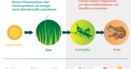 autotrophe heterotrophe ernährung