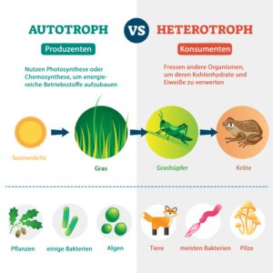 autotrophe heterotrophe ernährung