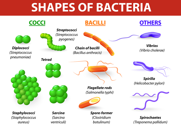 bakterien bazillen