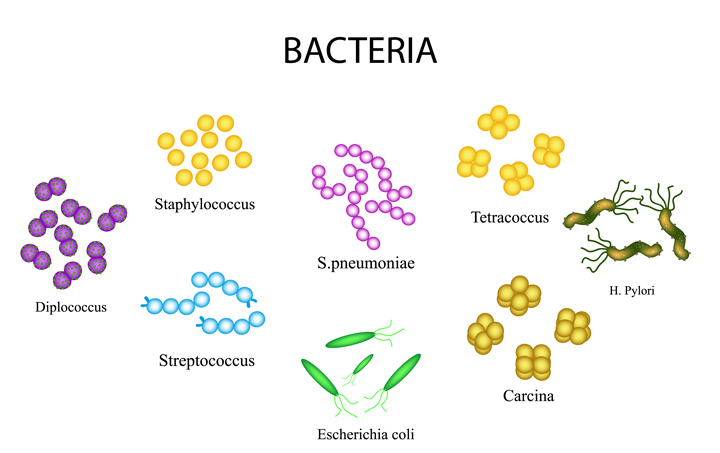 bakterien form aussehen