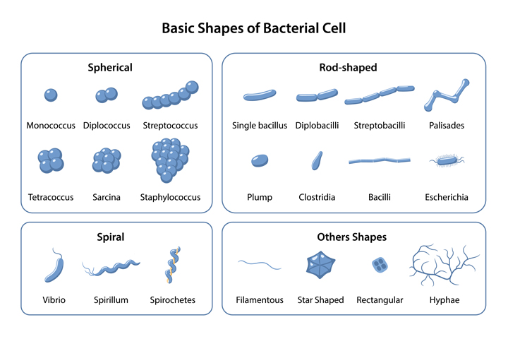 bakterien formen