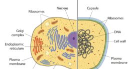 eukaryotische zelle