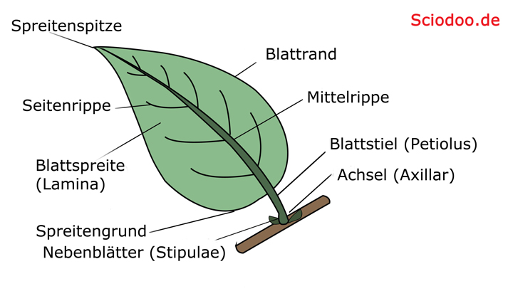 pflanzenblatt anatomie aufbau